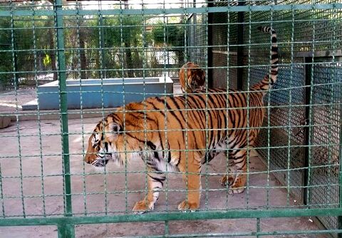 مرگ مشکوک ببرها در باغ وحش وکیل‌آباد