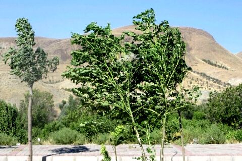 وزش باد شدید در نوار شرقی و جنوبی خراسان رضوی