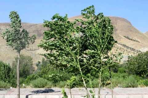 وزش باد شدید در نوار شرقی و جنوبی خراسان رضوی