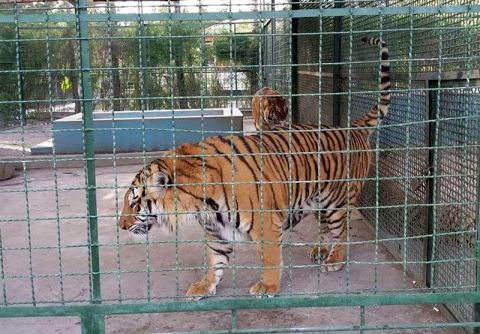 درخواست پلمپ باغ‌وحش مشهد به دادستانی ارائه شد