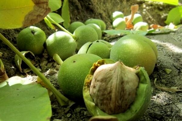 حوادث طبیعی به گردو کاران جغتای ۲۰۰ میلیارد ریال خسارت زد