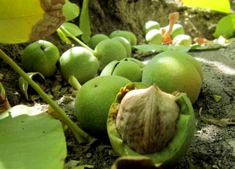 حوادث طبیعی به گردو کاران جغتای ۲۰۰ میلیارد ریال خسارت زد