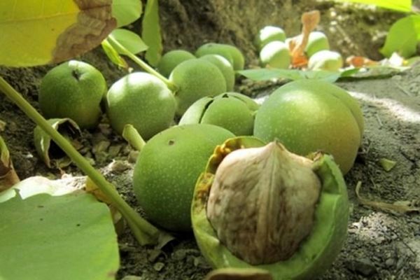 حوادث طبیعی به گردو کاران جغتای ۲۰۰ میلیارد ریال خسارت زد