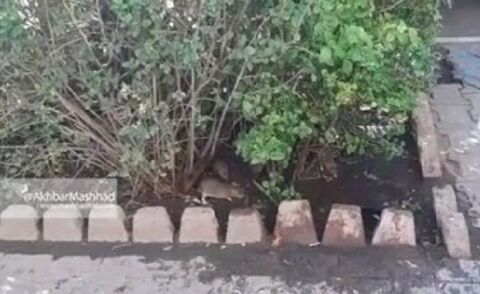جولان موش‌ها در خیابان آخوند خراسانی مشهد