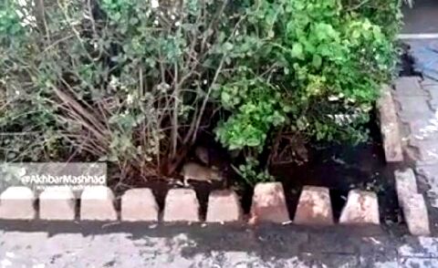 جولان موش‌ها در خیابان آخوند خراسانی مشهد