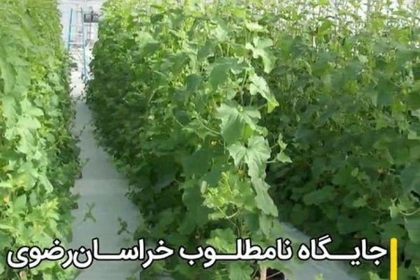 خراسان رضوی جایگاه هفتم را در توسعه کشت گلخانه‌ای دارد