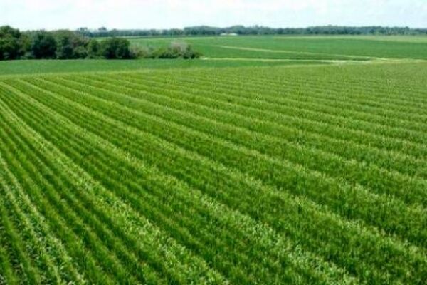 اراضی کشاورزی خراسان رضوی به روایت آمار