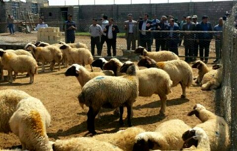 بازار دام شهرداری کلات با حکم دادستانی تعطیل شد