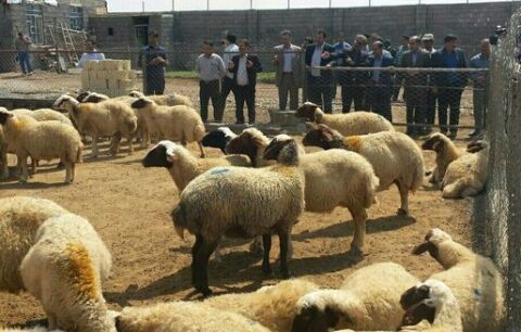 بازار دام شهرداری کلات با حکم دادستانی تعطیل شد