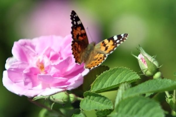 گزارش تصویری/برداشت گل محمدی درفرخد_مشهد