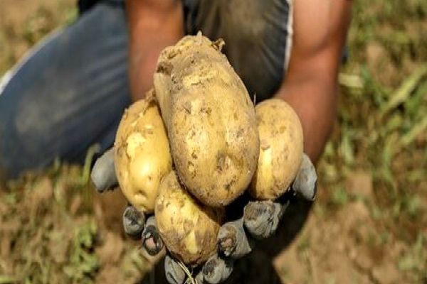گرانی سیب زمینی در مشهد گردن‌کارخانه های چیپس افتاد