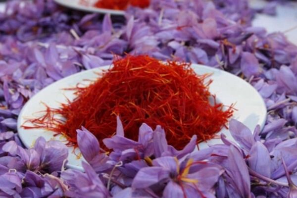 طلای سرخ به نصف قیمت رسید