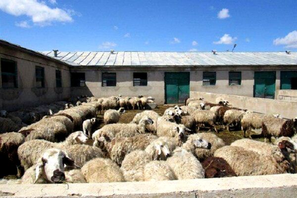 کاهش قیمت دام زنده در مشهد
