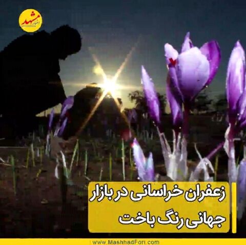 سهم‌ کشاورزان خراسانی از تولید و تجارت طلای سرخ چقدر است؟