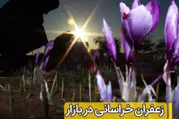 سهم‌ کشاورزان خراسانی از تولید و تجارت طلای سرخ چقدر است؟