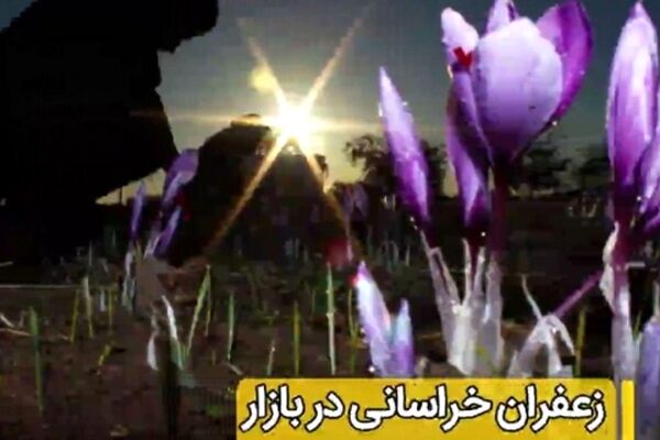 سهم‌ کشاورزان خراسانی از تولید و تجارت طلای سرخ چقدر است؟