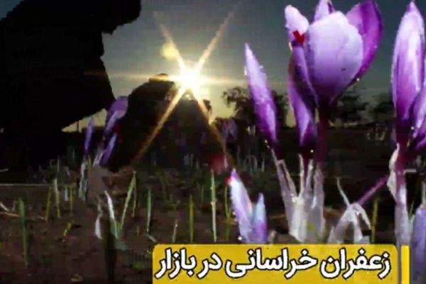 سهم‌ کشاورزان خراسانی از تولید و تجارت طلای سرخ چقدر است؟