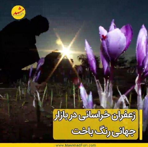 سهم‌ کشاورزان خراسانی از تولید و تجارت طلای سرخ چقدر است؟