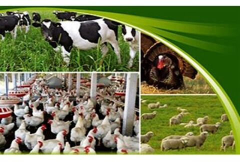 رتبه نخست خراسان رضوی در تولید گوشت قرمز در کشور