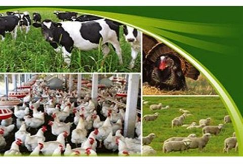 رتبه نخست خراسان رضوی در تولید گوشت قرمز در کشور
