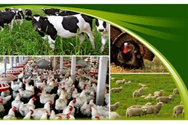رتبه نخست خراسان رضوی در تولید گوشت قرمز در کشور