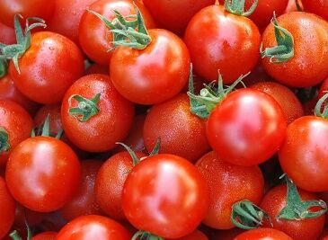 خرید گوجه فرنگی در خراسان رضوی از مرز ۳۰ هزار تن گذشت