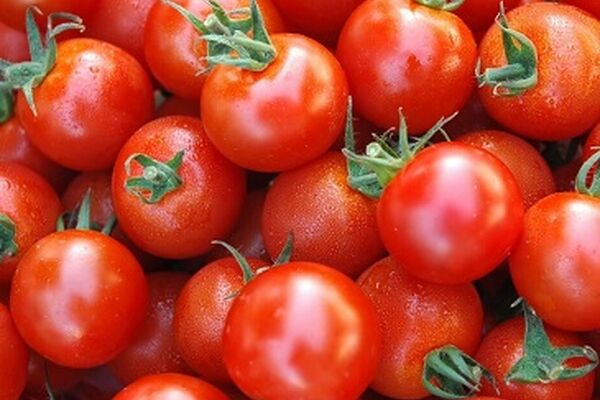 خرید گوجه فرنگی در خراسان رضوی از مرز ۳۰ هزار تن گذشت