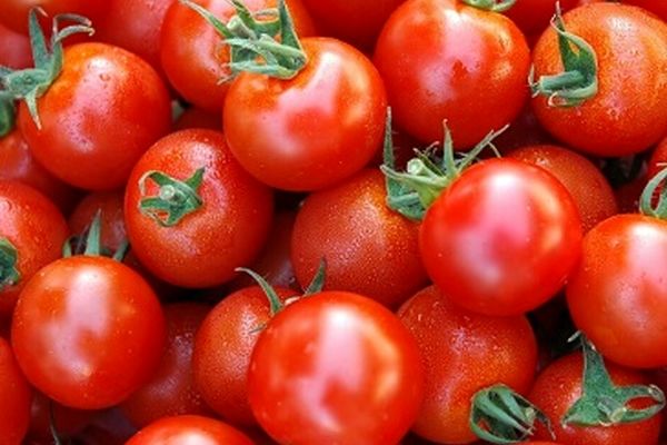 خرید گوجه فرنگی در خراسان رضوی از مرز ۳۰ هزار تن گذشت