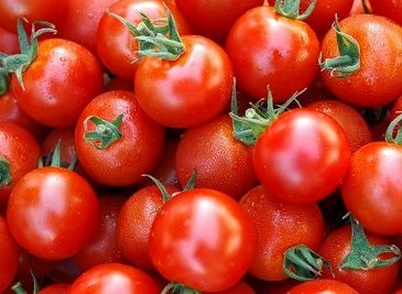 خرید گوجه فرنگی در خراسان رضوی از مرز ۳۰ هزار تن گذشت