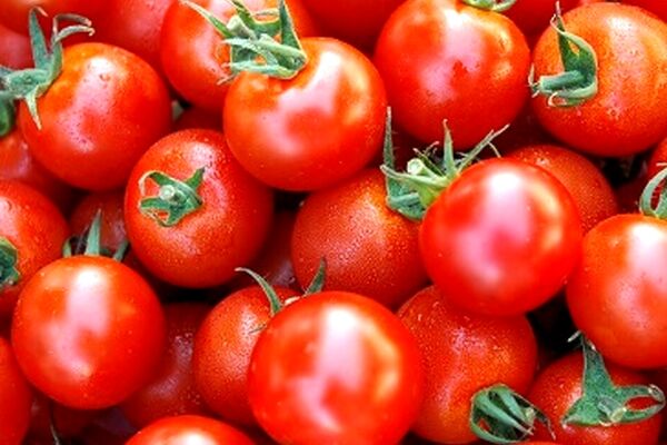 خرید گوجه فرنگی در خراسان رضوی از مرز ۳۰ هزار تن گذشت