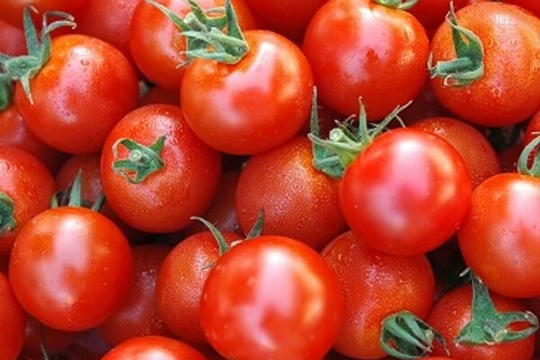 خرید گوجه فرنگی در خراسان رضوی از مرز ۳۰ هزار تن گذشت