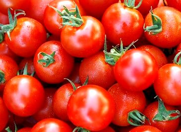 خرید گوجه فرنگی در خراسان رضوی از مرز ۳۰ هزار تن گذشت
