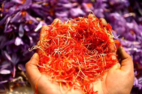 پوسیدگی پیاز زعفران خسارتی در کمین کشاورزان