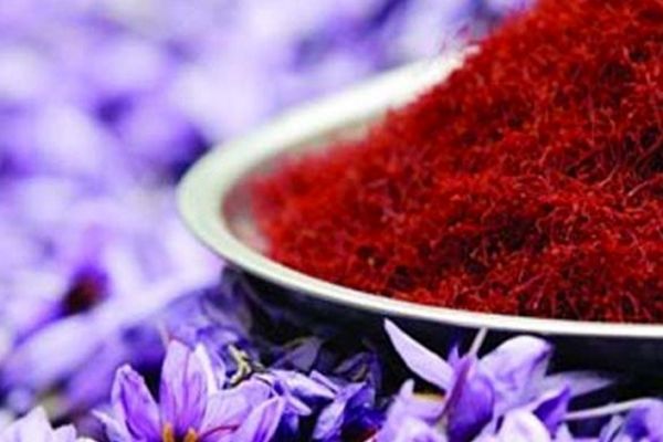 راه اندازی بزرگترین بازار گل زعفران شرق کشور در تربت حیدریه