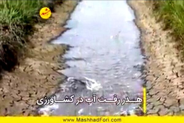 چرا جهاد کشاورزی تلاشی برای اصلاح الگوی کشت انجام نمی دهد؟