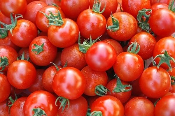 گوجه‌فرنگی‌های استان مصرف کارخانه‌ای دارند
