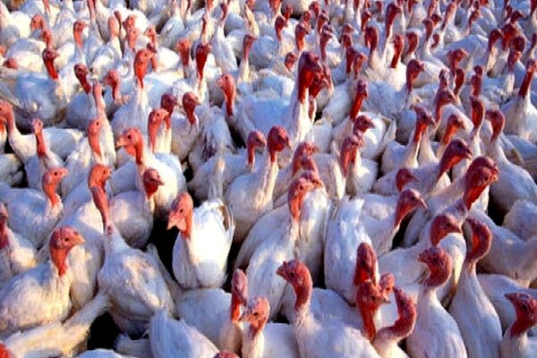 باید میزان واحدهای پرورش بوقلمون در استان توسعه یابد