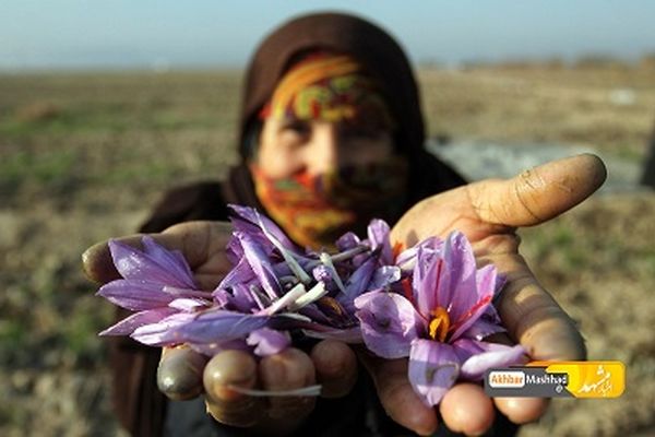 طرح خرید حمایتی زعفران در خراسان رضوی اجرا می‌شود