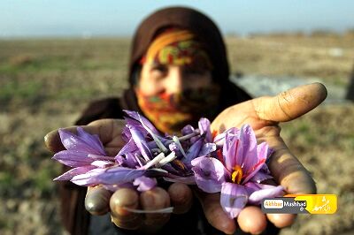 طرح خرید حمایتی زعفران در خراسان رضوی اجرا می‌شود