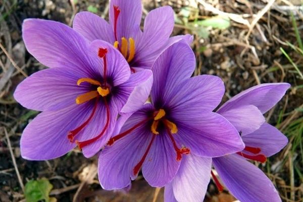 آغاز خرید حمایتی زعفران در خراسان رضوی