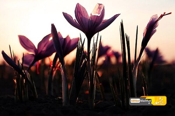 جشنواره ملی عکس زعفران در تربت‌حیدریه برپا شد