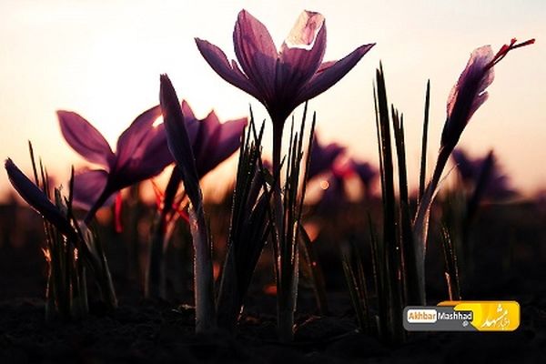 جشنواره ملی عکس زعفران در تربت‌حیدریه برپا شد