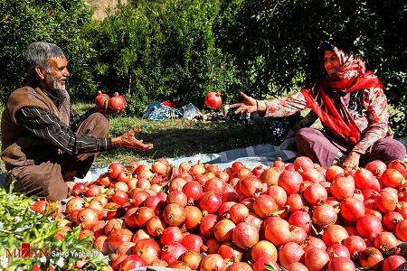 انار بجستان آماده حضور در بازار جهانی