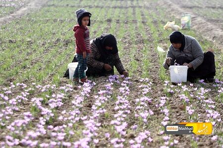 کشاورزان هرچه سریعتر گلهای زعفران رابرداشت کنند