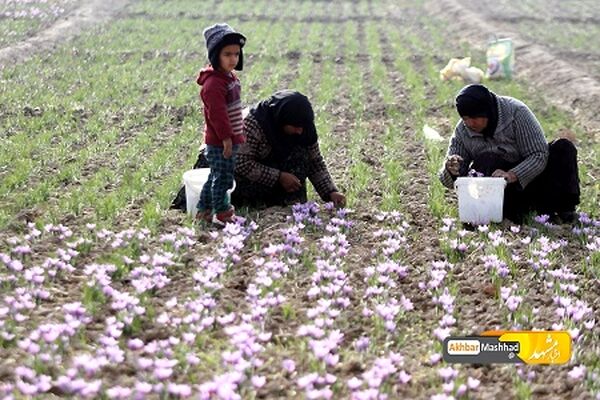 کشاورزان هرچه سریعتر گلهای زعفران رابرداشت کنند