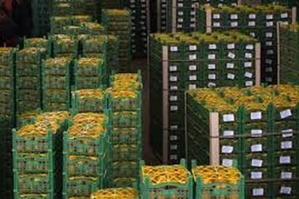 کرونا صادرات مواد غذایی از خراسان رضوی را دچار مشکل کرد