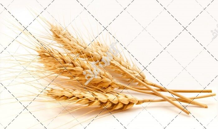 بیش از 60 مرکز، خرید تضمینی گندم استان را به عهده دارند