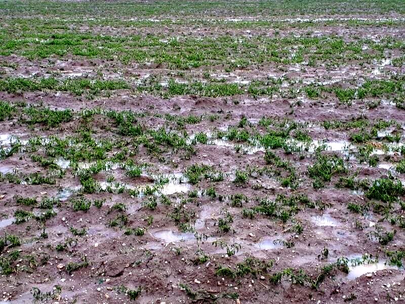 بارندگی و سرما ۳۲۰ میلیارد ریال به کشاورزی مشهد خسارت زد