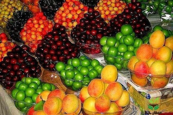 کمبود عرضه باعث گرانی نوبرانه‌ها در مشهد شده است