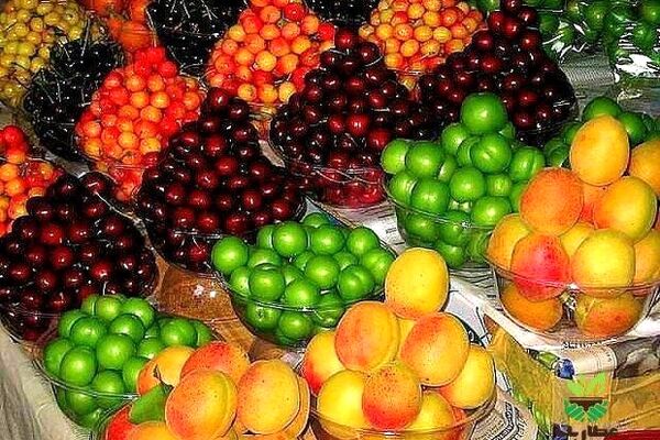 کمبود عرضه باعث گرانی نوبرانه‌ها در مشهد شده است